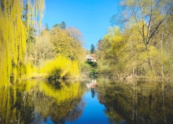 seegut_blaue_blume_fruehling