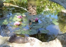 Pond-